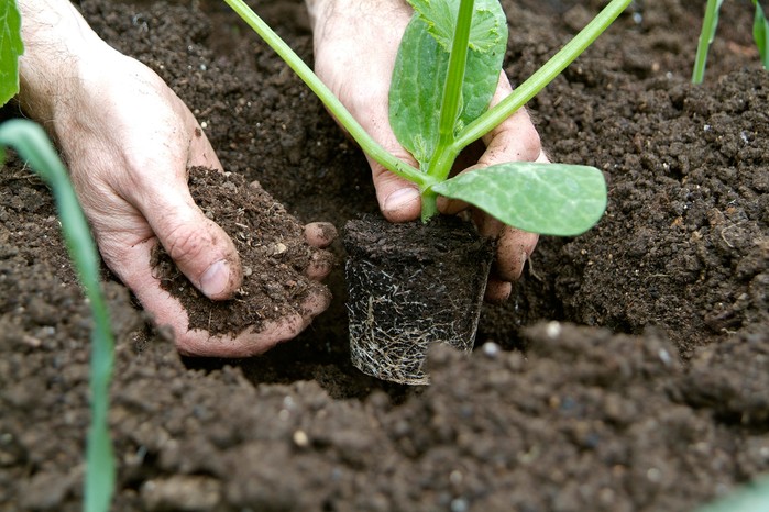 Planting out courgettes
