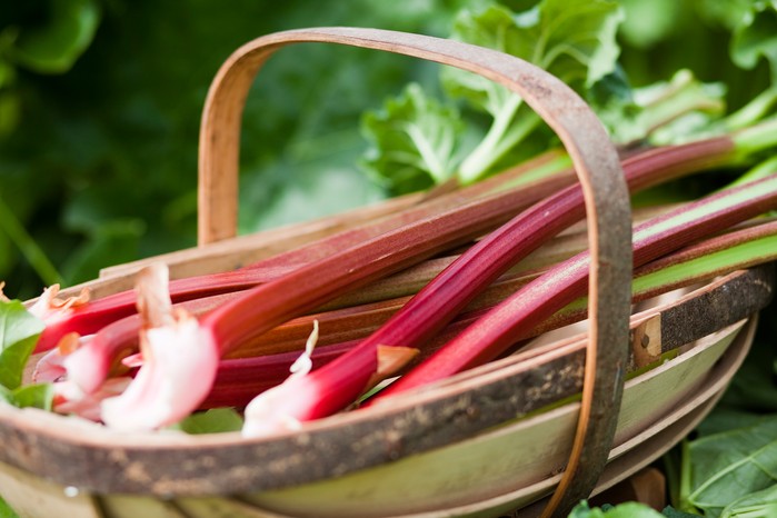 Rhubarb