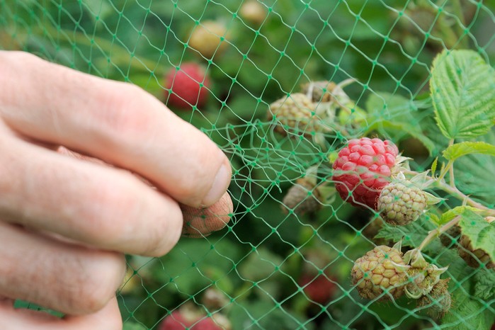 Netting raspberry plants Netting raspberry plants