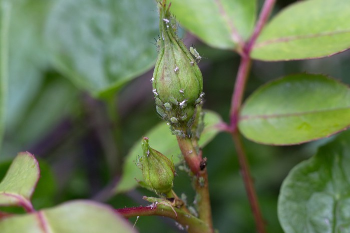 Rose bud covered with aphids Rose bud covered with aphids