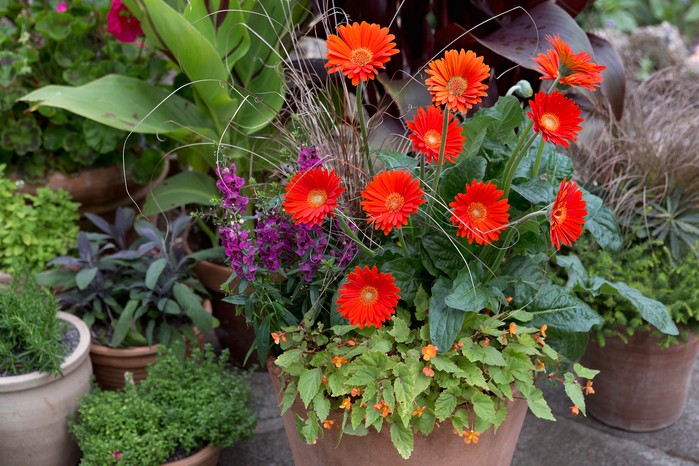 Garvinea pot Garvinea pot