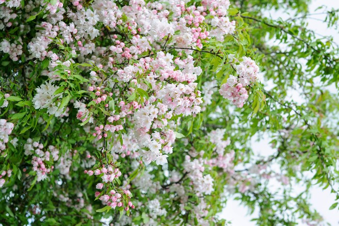 Crab apple blossom