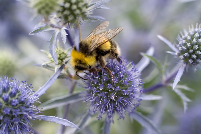 Bee on eryngium Bee on eryngium