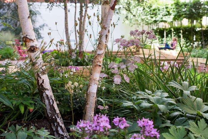 Gardening in a changing climate - growing plants to create shade Gardening in a changing climate - growing plants to create shade