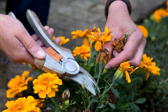 deadheading-marigolds-2 deadheading-marigolds-2