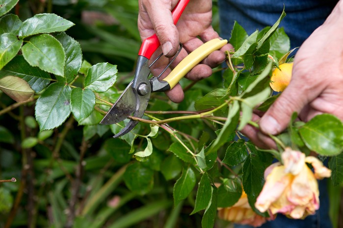 Deadheading roses