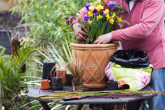 Planting up a spring container