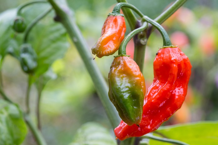 Chilli 'Bhut Jolokia' Chilli 'Bhut Jolokia'