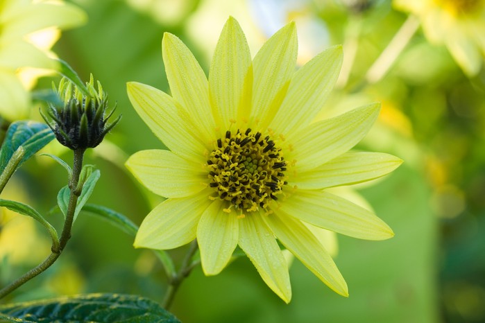 Helianthus 'Lemon Queen'. Jason Ingram