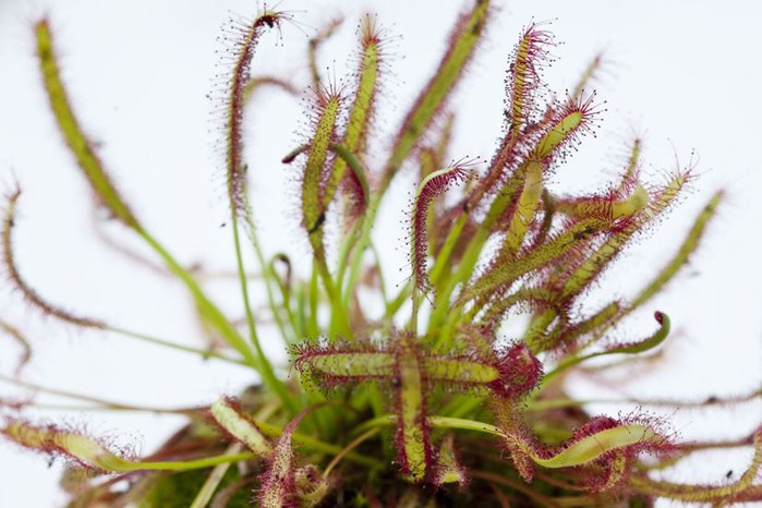 Carnivorous sundew plant Carnivorous sundew plant