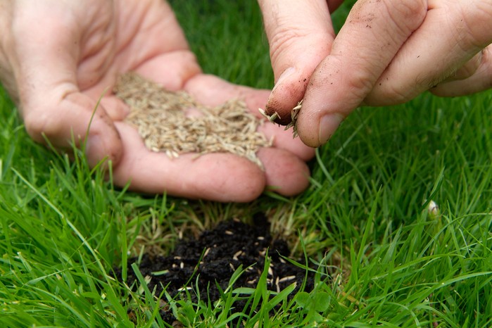Reseeding a bare patch of lawn
