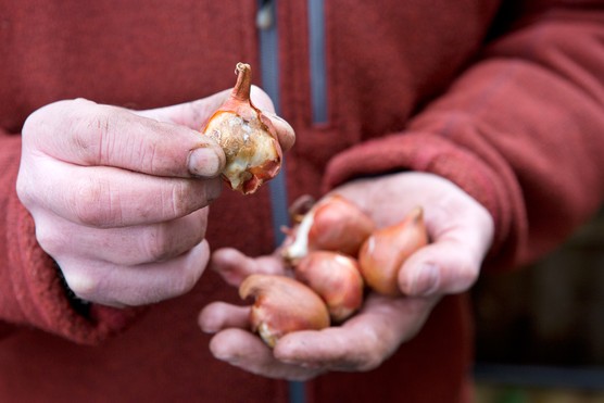Mouldy tulip bulb
