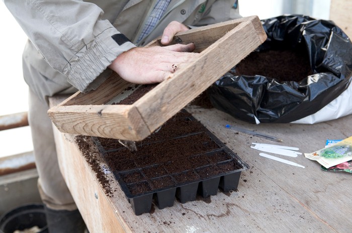 Sieving compost over the seeds. Sarah Cuttle Sieving compost over the seeds. Sarah Cuttle