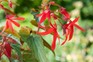 15 begonias to grow - Begonia 'Santa Cruz Sunset'