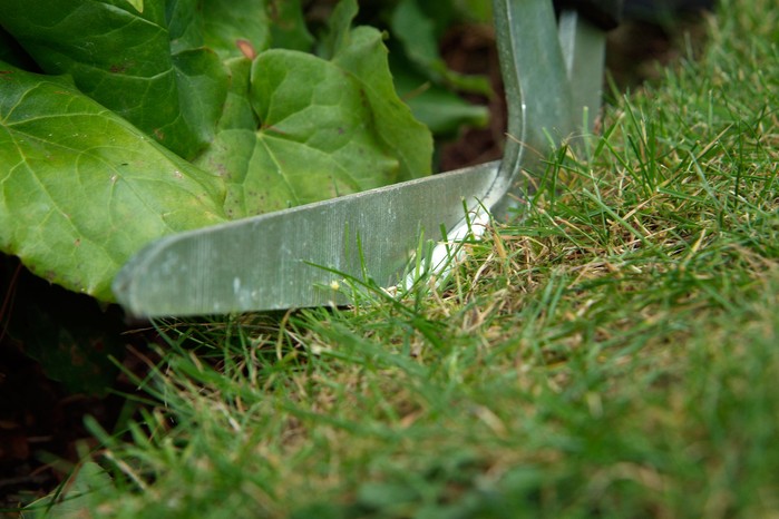 Tidying lawn edges with edging shears