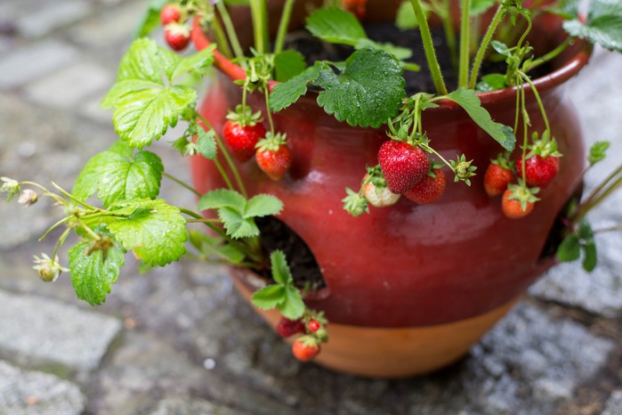 The best containers for strawberries The best containers for strawberries