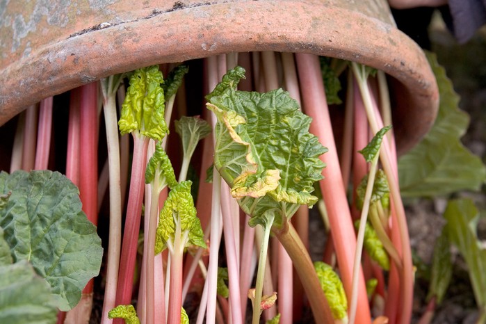 How to grow rhubarb - how to force rhubarb