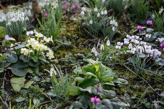 Primroses, snowdrops and cyclamen. Jason Ingram Primroses, snowdrops and cyclamen. Jason Ingram