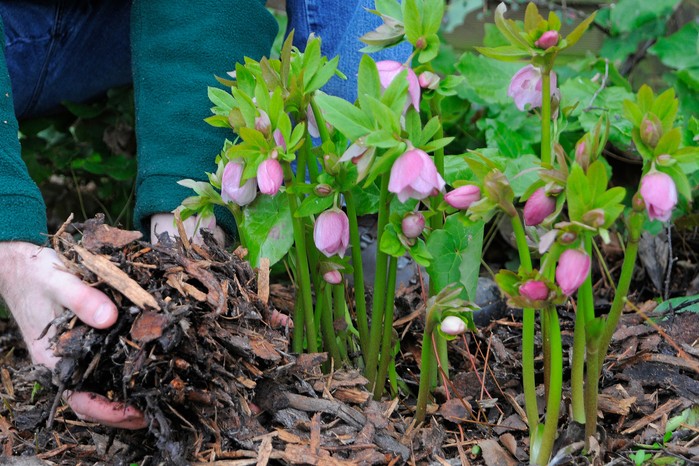 Mulches and mulching - applying mulch bark around hellebores Mulches and mulching - applying mulch bark around hellebores