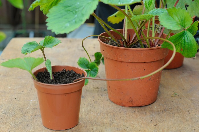 Propagating strawberries from runners Propagating strawberries from runners