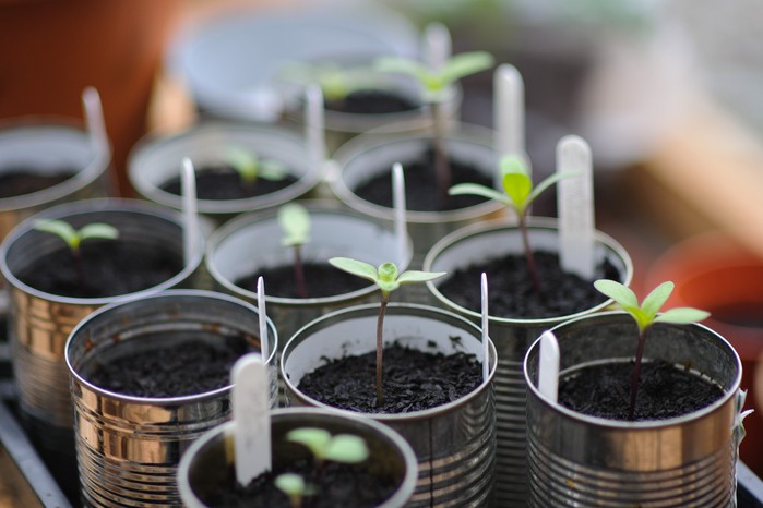 Sunflower seedlings in tin cans. Jason Ingram Sunflower seedlings in tin cans. Jason Ingram