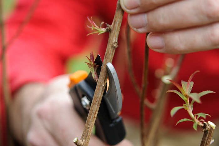How to prune your plants - pruning above a shoot How to prune your plants - pruning above a shoot