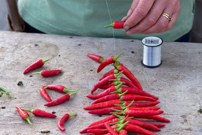 How to grow chillies - drying chillies How to grow chillies - drying chillies