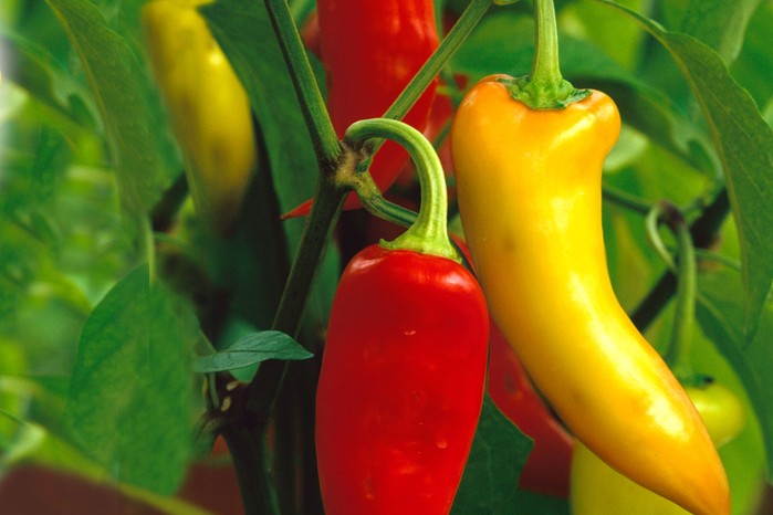 Capsicum annum 'Hungarian Hot Wax'