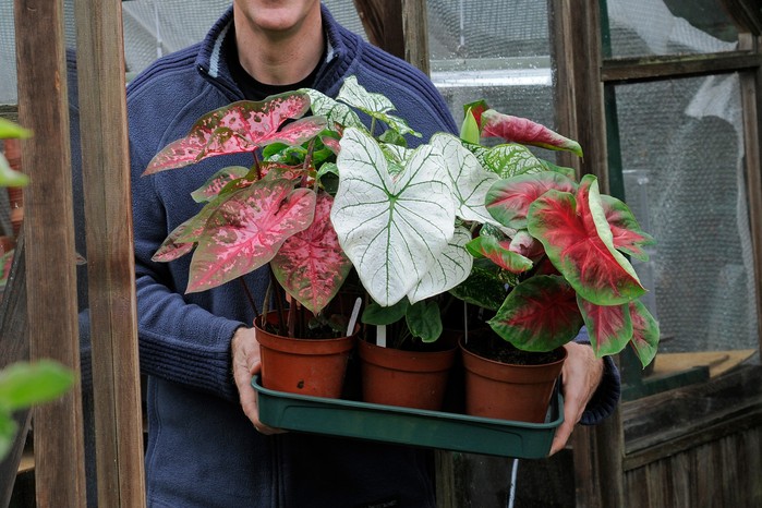 Bring house plants back indoors before the first frosts Bring house plants back indoors before the first frosts