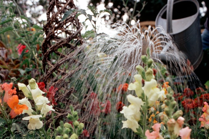 How to water your plants - watering flowering plants