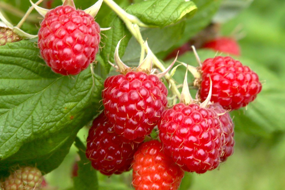 Buy 1, get 1 free on patio raspberry plants from Blooming Direct