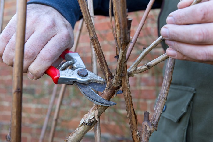 How to prune your plants - removing crossing stems How to prune your plants - removing crossing stems