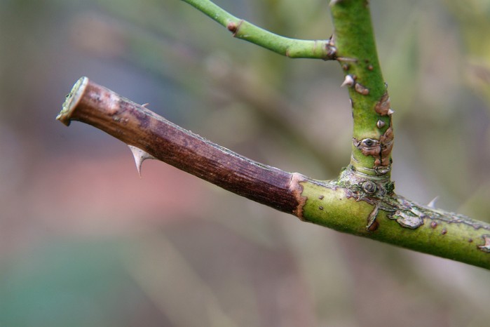 Die-back on roses Die-back on roses