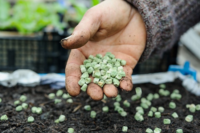 Sowing peas. Jason Ingram