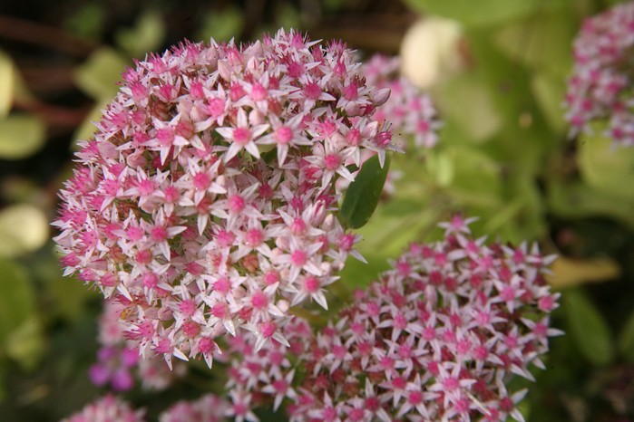 Hylotelephium spectabile Hylotelephium spectabile