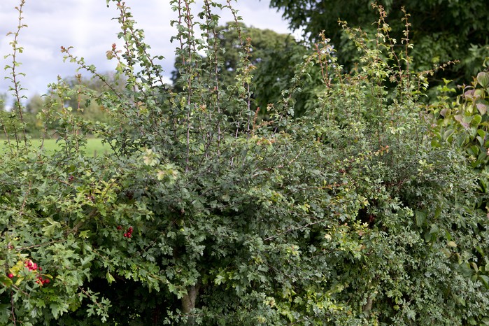 Mature hedge Mature hedge