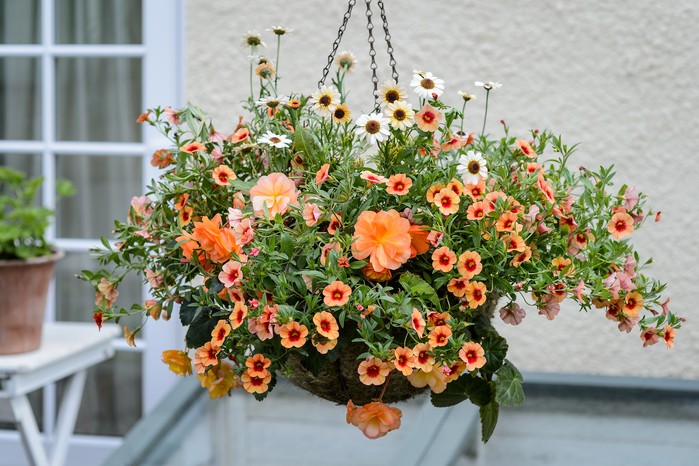 Hanging basket planted with orange flowers for full sun Hanging basket planted with orange flowers for full sun