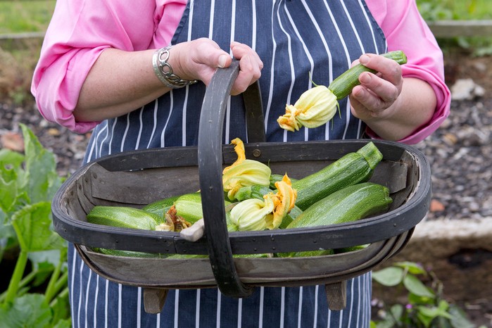 Newly harvested courgettes