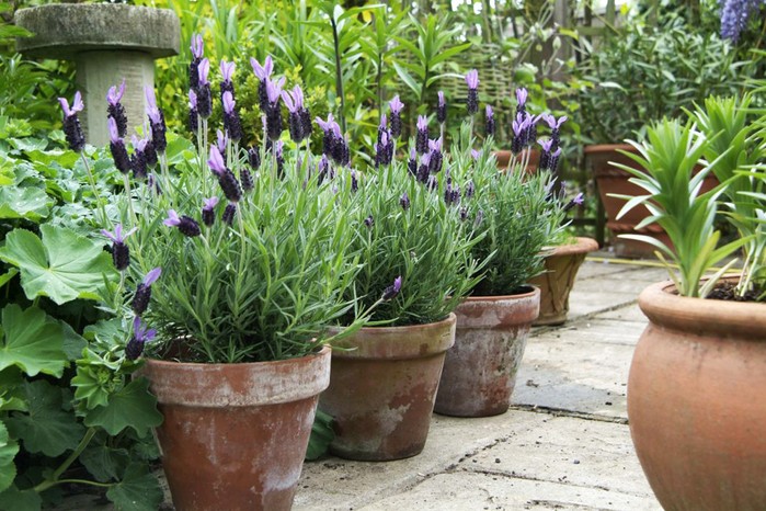 Lavender in terracotta pots