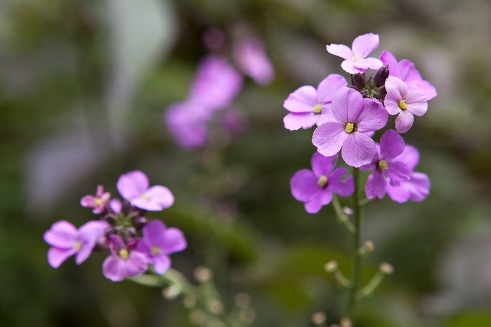 Erysimum Bowles's Mauve Erysimum Bowles's Mauve