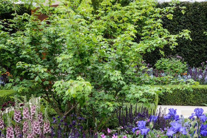 Field maple Acer campestre Field maple Acer campestre