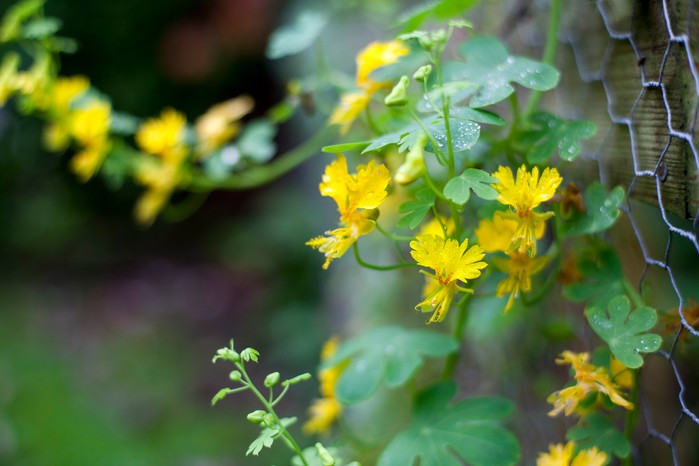 Canary creeper (Tropaeolum peregrinum) Canary creeper (Tropaeolum peregrinum)