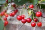 How to grow cherries How to grow cherries