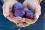 Plums – Grow Guide