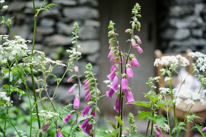 Foxgloves with cow parsley Foxgloves with cow parsley