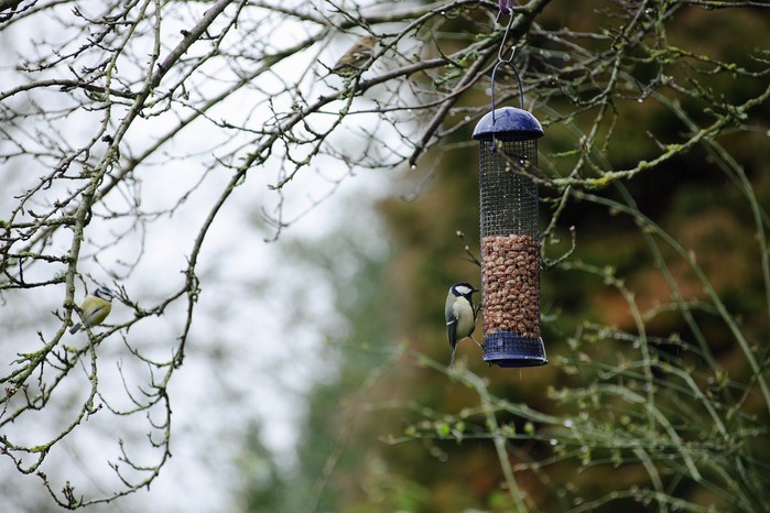 Bird feeder in a tree Bird feeder in a tree