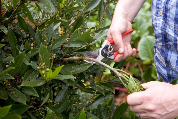 Pruning cutting back cherry laurel (Prunus laurocerasus) 'Otto Luyken' hedge shrub.