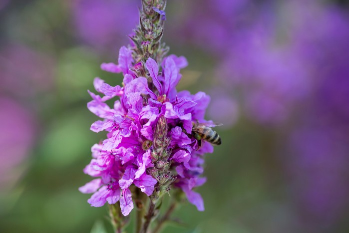 Honey bee on Lythrum salicaria Honey bee on Lythrum salicaria