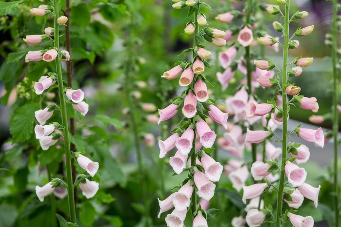 Foxglove 'Suttons Apricot'. Paul Debois Foxglove 'Suttons Apricot'. Paul Debois