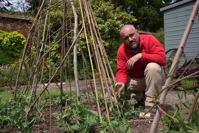 How to grow sweet peas - planting out sweet peas How to grow sweet peas - planting out sweet peas